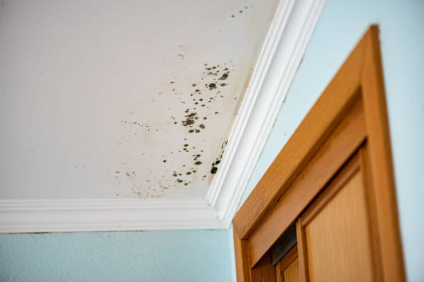 Best Commercial Mold Removal  in Palmdale, CA