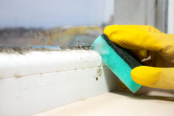 Mold Testing and Removal in Palmdale, CA