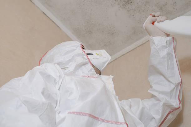 Best Mold Removal Company Near Me  in Palmdale, CA