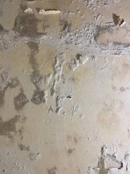 Best Mold Testing and Removal  in Palmdale, CA