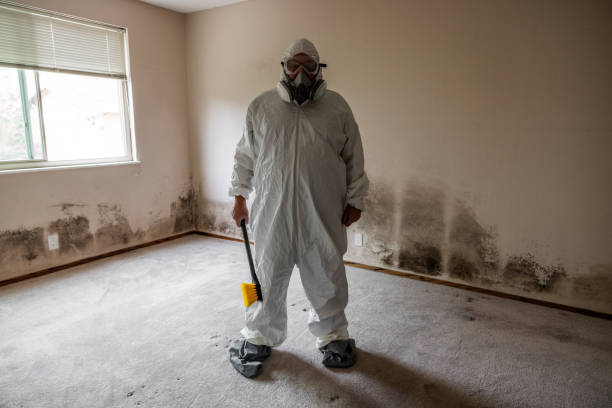 Reliable Palmdale, CA Mold Removal Solutions