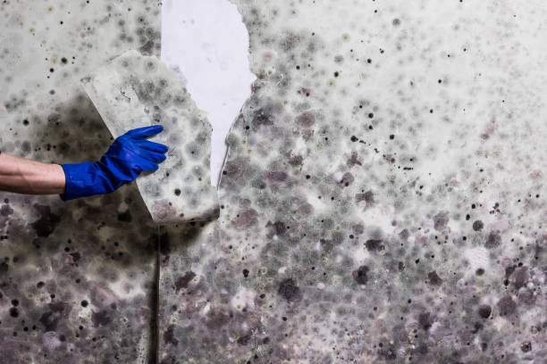Best Mold Removal Company Near Me  in Palmdale, CA