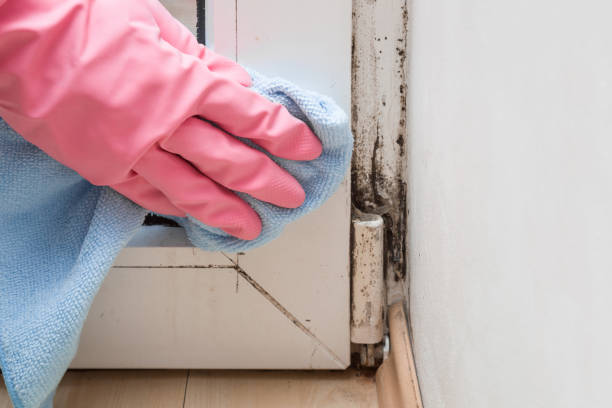 Best Emergency Mold Removal  in Palmdale, CA