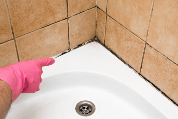 Best Crawl Space Mold Removal  in Palmdale, CA