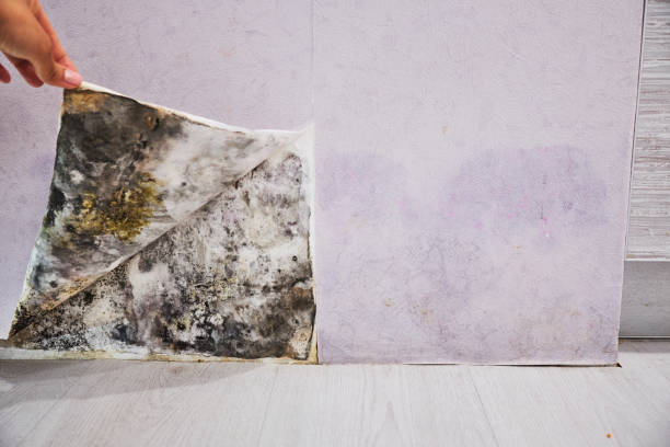 Best Office Mold Removal Services  in Palmdale, CA